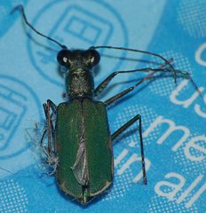 Myriochila semicincta