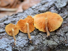 Gymnopilus lepidotus