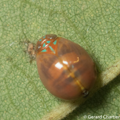 Hemisphaerius