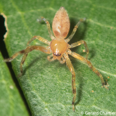 Thelcticopis