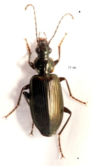 Notagonum