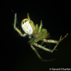 Bijoaraneus