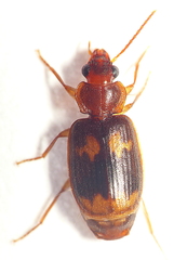 Agonocheila curtula
