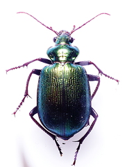 Calosoma schayeri