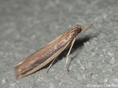Emmalocera