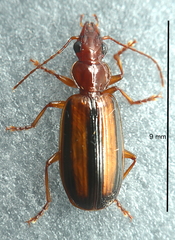 Philophlaeus australis