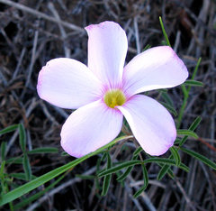 Oxalis ciliaris