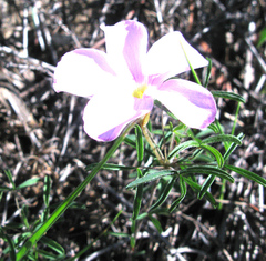 Oxalis ciliaris