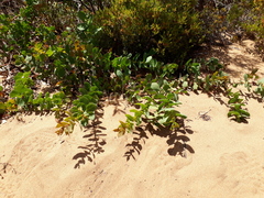 Hakea prostrata