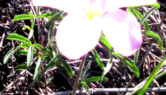 Oxalis ciliaris