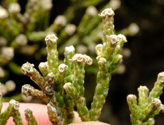 Ozothamnus hookeri, photograph (c) Peter Crowcroft, some rights reserved (CC BY)