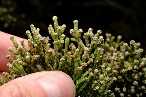 Ozothamnus hookeri, photograph 2