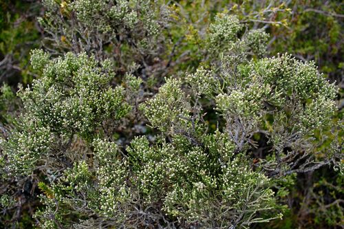 Ozothamnus hookeri, photograph 3