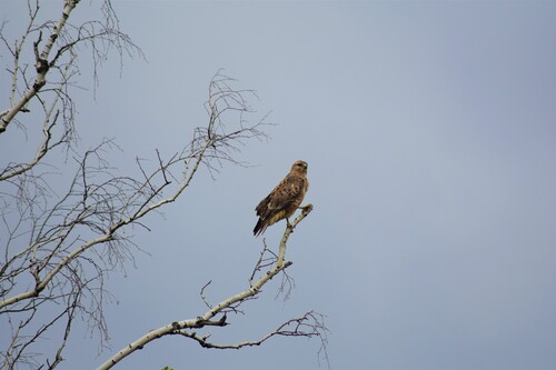 Common Buzzard