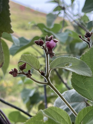 Melochia villosissima observed 2026-01-16