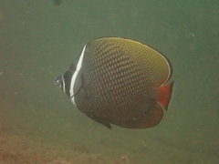 Chaetodon collare
