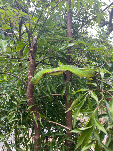 Tropidolaemus wagleri