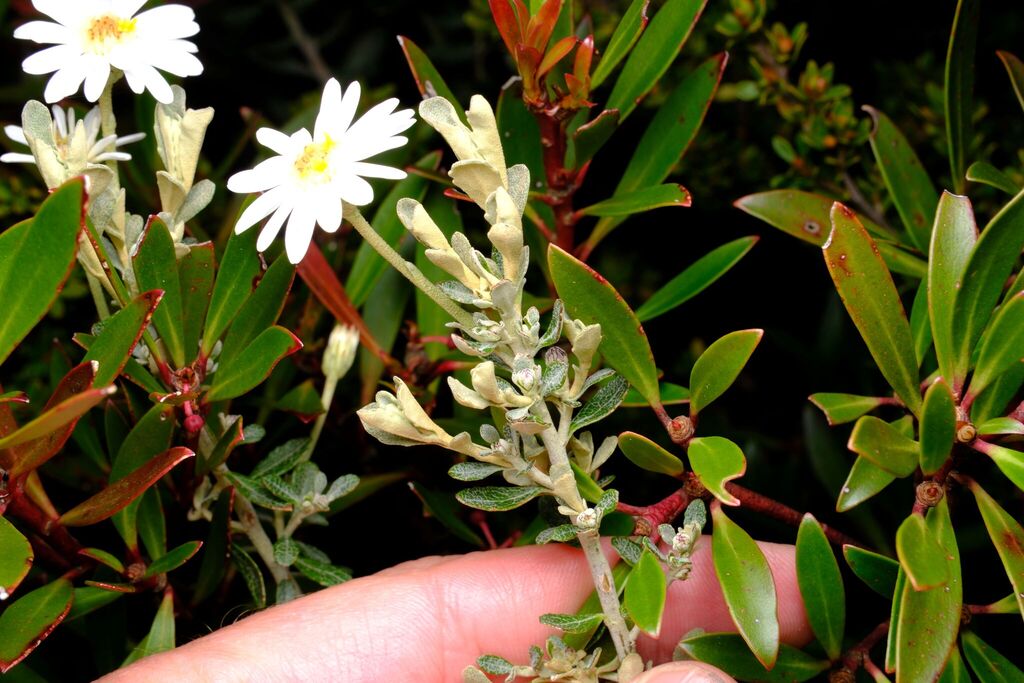 Olearia phlogopappa; photograph (c) Peter Crowcroft, some rights reserved (CC BY)