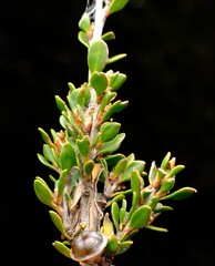 Leptospermum rupestre, photograph (c) Peter Crowcroft, some rights reserved (CC BY)
