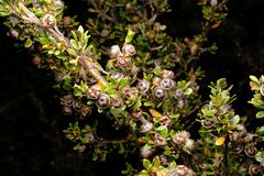 Leptospermum rupestre, photograph (c) Peter Crowcroft, some rights reserved (CC BY)