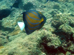 Pomacanthus annularis