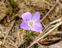 Veronica gracilis, photograph Peter Crowcroft, CC BY, iNaturalist via GBIF