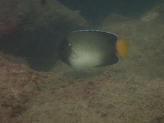 Apolemichthys xanthurus