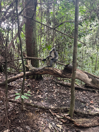 Presbytis thomasi