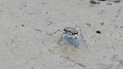 Cicindelina