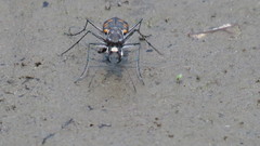 Cicindelina
