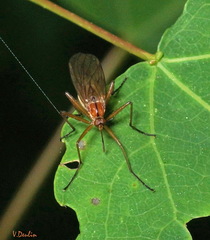 Empis stercorea