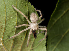 Olios sericeus