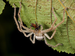 Olios sericeus