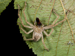 Olios sericeus