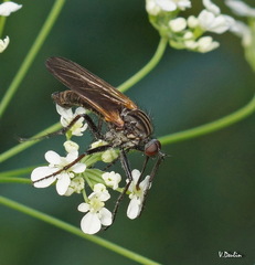 Empis tessellata