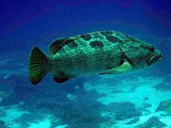 Epinephelus coioides