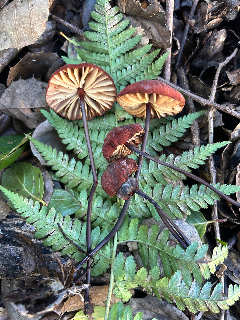 Marasmius plicatulus · January 2026 · photo: © benjaminlemmond (iNaturalist, cc-by)