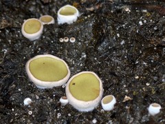 Ascobolus scatigenus