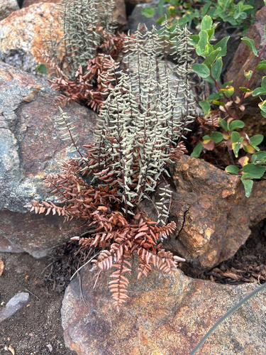 Bridges' cliffbrake (Pellaea bridgesii)