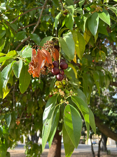Prunus ilicifolia