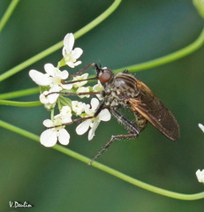 Empis tessellata