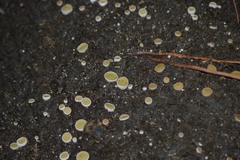 Ascobolus scatigenus