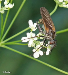 Empis tessellata
