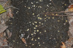 Ascobolus scatigenus