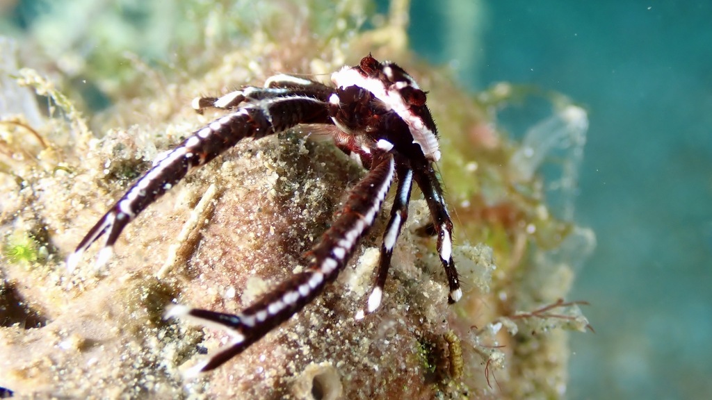 Elegant Squat Lobster
