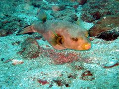 Arothron immaculatus