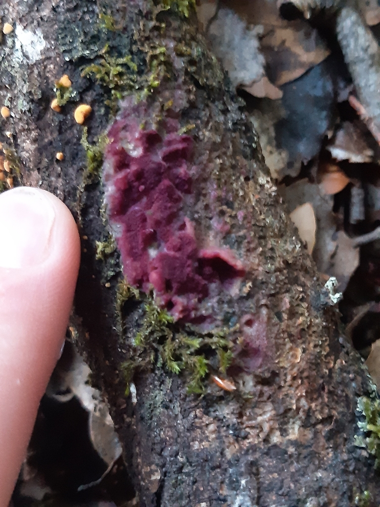 Byssomerulius psittacinus · December 2025 · photo: © georgecox (iNaturalist, cc0)