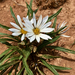 Grassland Terracotta Gazania - Photo (c) Riana Fourie, some rights reserved (CC BY-NC), uploaded by Riana Fourie