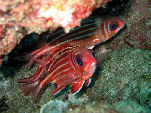 Red Squirrelfish