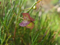 Dodonaea stenozyga